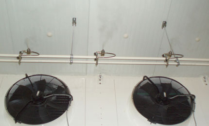 Reduced carcass weight loss Reduced carcass weight loss